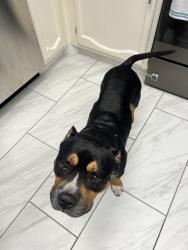 Reunited Male Dog last seen Harbor Springs St, San Antonio, TX 78245, USA, San Antonio, TX 78245
