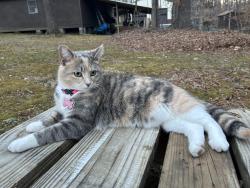 Reunited Female Cat last seen Vance St Ext, Reidsville, NC 27320