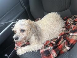 Reunited Female Dog last seen Tarver Dr, Temple, TX 76502