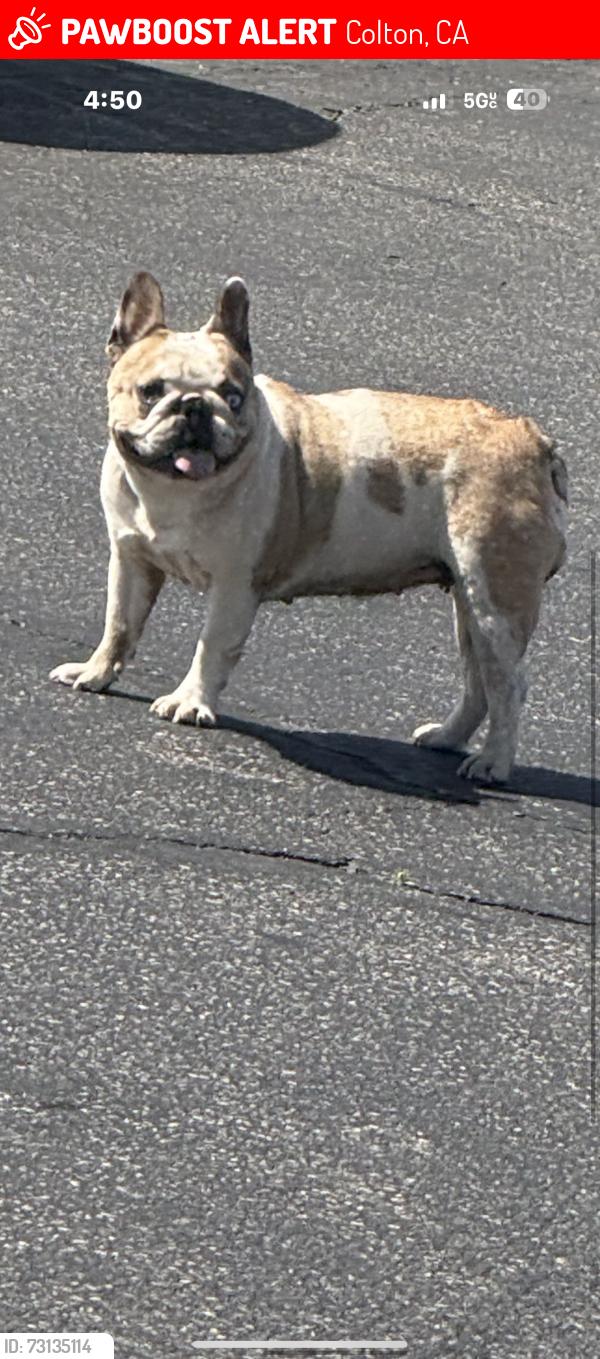 Lost Female Dog last seen Rancho and Valley blvd, Colton, CA 92324
