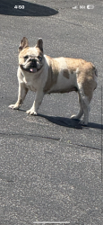 Lost Female Dog last seen Rancho and Valley blvd, Colton, CA 92324