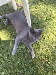 Found/Stray Unknown Cat last seen Perry and montcalm, Pontiac, MI 48340