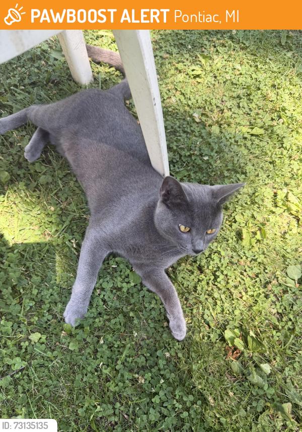 Found/Stray Unknown Cat last seen Perry and montcalm, Pontiac, MI 48340