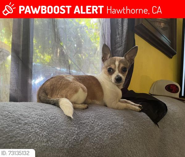 Lost Female Dog last seen Guadalupe chihuahua, Hawthorne, CA 90250