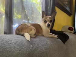 Lost Female Dog last seen Guadalupe chihuahua, Hawthorne, CA 90250