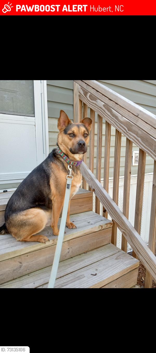 Lost Male Dog last seen Topsail Island, Hubert, NC 28539