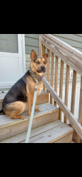 Lost Male Dog last seen Topsail Island, Hubert, NC 28539