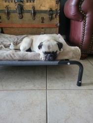 Reunited Female Dog last seen mohawk lane and CR 192, Alvin, TX 77511