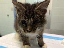 Shelter Stray Unknown Cat last seen GARDEN AVE GROVELAND, 12280 County Rd 448, Tavares, FL 32778, USA