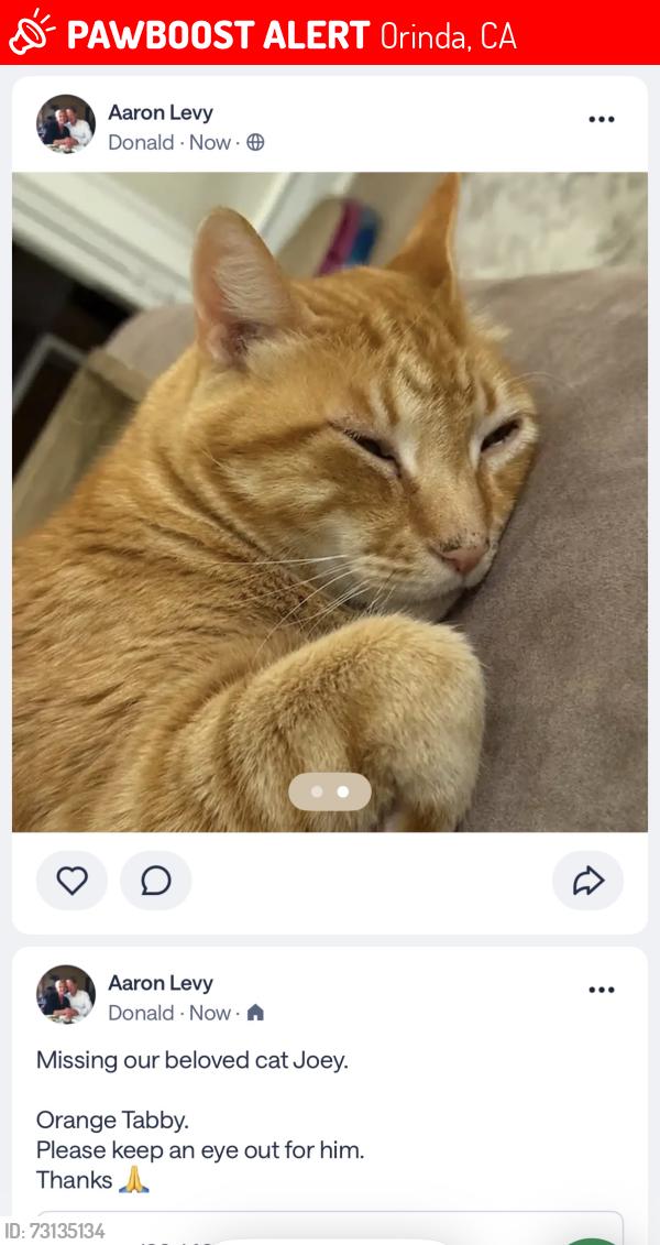 Lost Male Cat last seen Alice Lane & Donald Drive, Orinda, CA 94563