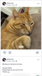 Lost Male Cat last seen Alice Lane & Donald Drive, Orinda, CA 94563