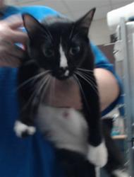 Shelter Stray Female Cat last seen Near BLOCK GLENWICK DR, FAYETTEVILLE NC 28304, 4704 Corporation Dr, Fayetteville, NC 28306, USA
