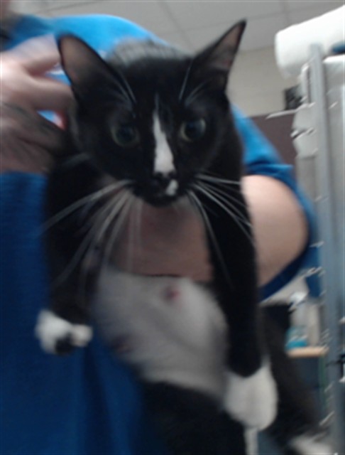 Shelter Stray Female Cat last seen Near BLOCK GLENWICK DR, FAYETTEVILLE NC 28304, 4704 Corporation Dr, Fayetteville, NC 28306, USA