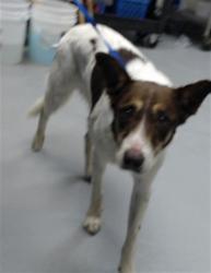 Shelter Stray Male Dog last seen Near BLOCK DOC BENNETT RD, FAYETTEVILLE NC 28306, 4704 Corporation Dr, Fayetteville, NC 28306, USA