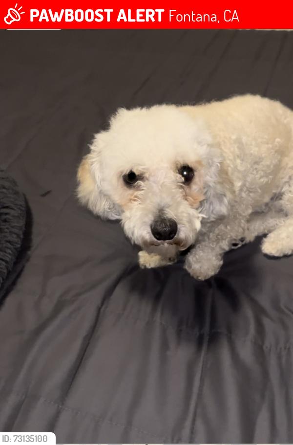 Lost Male Dog last seen Hawthorne Ave 16400, Fontana, CA 92335