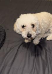 Lost Male Dog last seen Hawthorne Ave 16400, Fontana, CA 92335