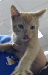 Shelter Stray Male Cat last seen Near BLOCK OWEN DR, FAYETTEVILLE NC 28304, 4704 Corporation Dr, Fayetteville, NC 28306, USA