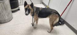 Shelter Stray Female Dog last seen , 11361 W Pico Blvd, Los Angeles, CA 90064, USA