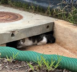 Found/Stray Unknown Cat last seen Inverrary Dr, Taylors, SC 29687, Taylors, SC 29687