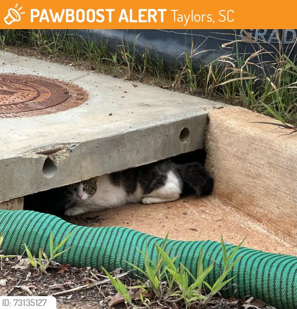 Found/Stray Unknown Cat last seen Inverrary Dr, Taylors, SC 29687, Taylors, SC 29687
