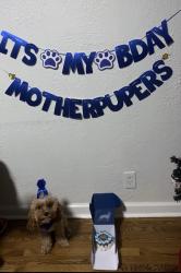 Lost Male Dog last seen Vineyard Rd, Kansas City, MO 64130