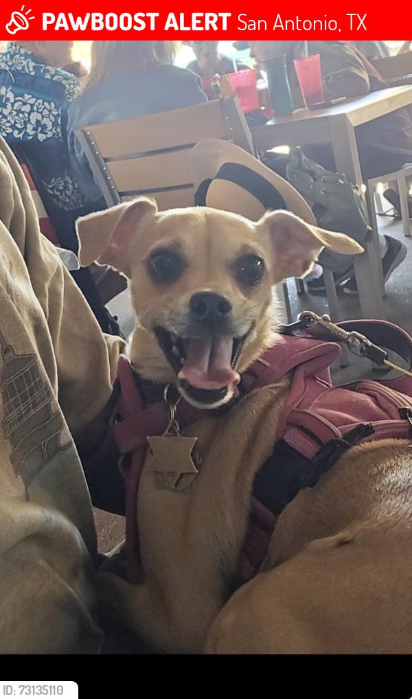 Lost Female Dog last seen Rain Dance and Painted Horse Dr, San Antonio, TX 78242