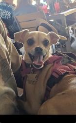 Lost Female Dog last seen Rain Dance and Painted Horse Dr, San Antonio, TX 78242