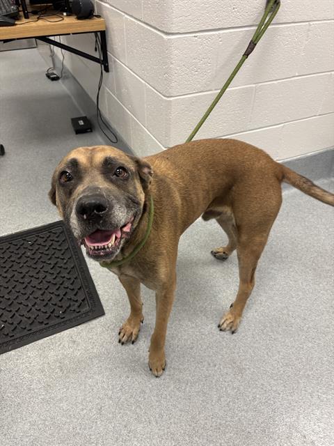 Shelter Stray Male Dog last seen Near, 2600 S Harding St, Indianapolis, IN 46221, USA