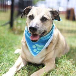 Shelter Stray Female Dog last seen Near BLOCK W SILVER SANDS, 4710 TX-151, San Antonio, TX 78227, USA