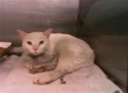 Shelter Stray Male Cat last seen CHARLOTTE, 8315 Byrum Dr, Charlotte, NC 28217, USA