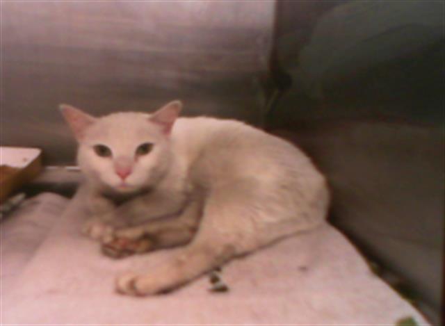 Shelter Stray Male Cat last seen CHARLOTTE, 8315 Byrum Dr, Charlotte, NC 28217, USA