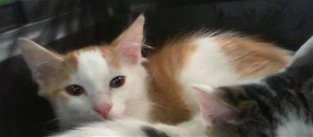 Shelter Stray Male Cat last seen CHARLOTTE, 8315 Byrum Dr, Charlotte, NC 28217, USA