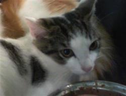 Shelter Stray Male Cat last seen CHARLOTTE, 8315 Byrum Dr, Charlotte, NC 28217, USA