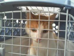 Shelter Stray Female Cat last seen CHARLOTTE, 8315 Byrum Dr, Charlotte, NC 28217, USA