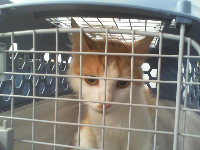 Shelter Stray Female Cat last seen CHARLOTTE, 8315 Byrum Dr, Charlotte, NC 28217, USA