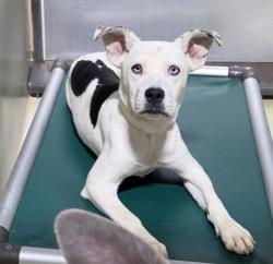 Shelter Stray Female Dog last seen Near BLOCK S REAL RD, BAKERSFIELD CA 93309, 3951 Fruitvale Ave, Bakersfield, CA 93308, USA