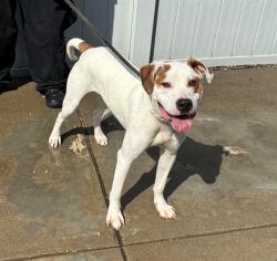 Shelter Stray Male Dog last seen I 264 E DUMESNIL + VIRGINIA, 3528 Newburg Rd, Louisville, KY 40218, USA