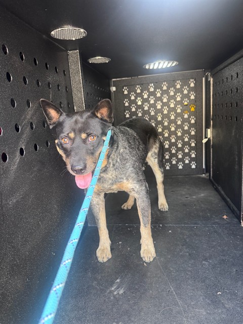 Shelter Stray Male Dog last seen , 600 Aviation Dr, Camarillo, CA 93010, USA