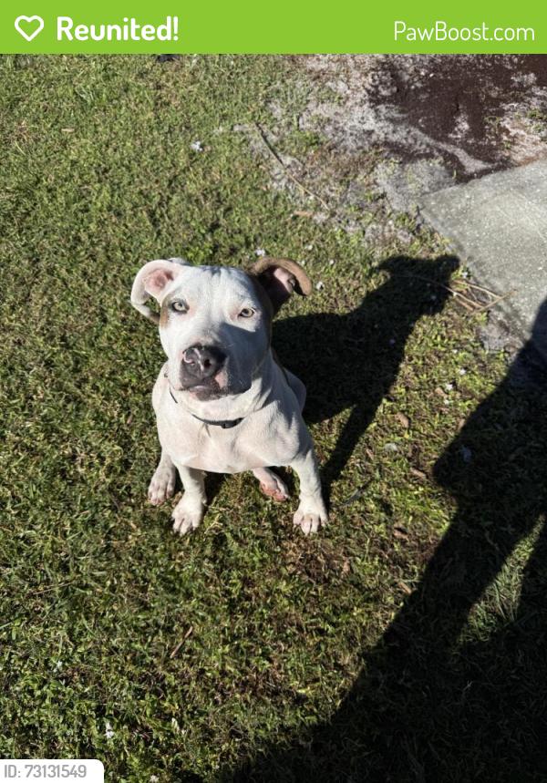 Reunited Female Dog last seen Paar and Earnest St, Port St. Lucie, FL 34953