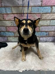 Found/Stray Male Dog last seen Located at Rockdale County Animal Service, 1506 Rockbridge Road, Conyers, GA 30012, Conyers, GA 30012