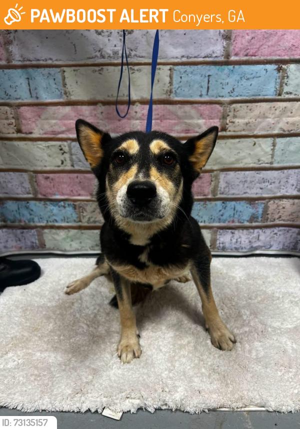 Found/Stray Male Dog last seen Located at Rockdale County Animal Service, 1506 Rockbridge Road, Conyers, GA 30012, Conyers, GA 30012