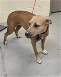Shelter Stray Female Dog last seen , 232 Eslinger Way, Sanford, FL 32773, USA