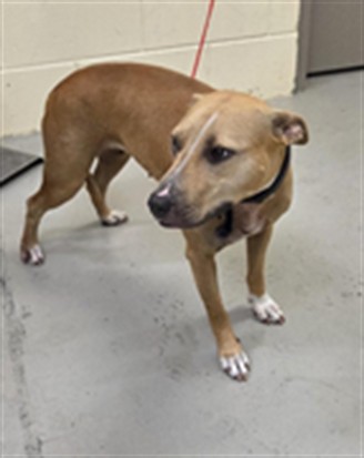 Shelter Stray Female Dog last seen , 232 Eslinger Way, Sanford, FL 32773, USA