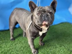 Shelter Stray Male Dog last seen , 216 W Victoria St, Gardena, CA 90248, USA