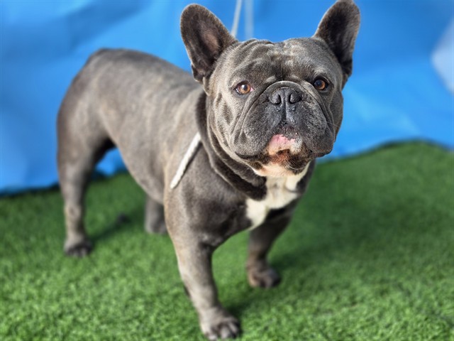 Shelter Stray Male Dog last seen , 216 W Victoria St, Gardena, CA 90248, USA