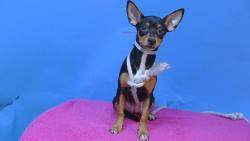 Shelter Stray Female Dog last seen , 216 W Victoria St, Gardena, CA 90248, USA