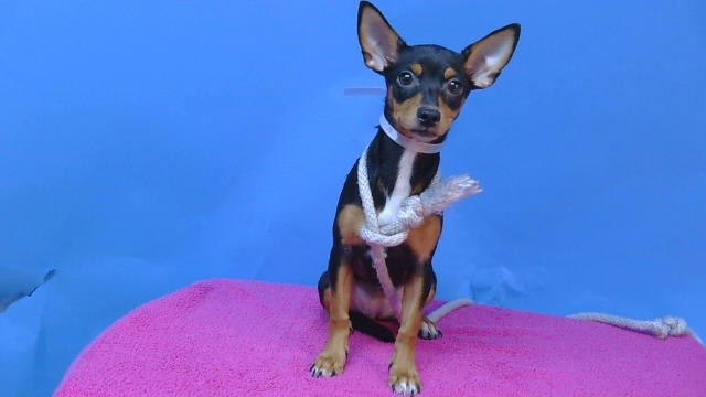 Shelter Stray Female Dog last seen , 216 W Victoria St, Gardena, CA 90248, USA
