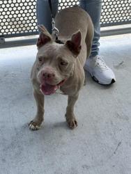 Shelter Stray Female Dog last seen Near BLOCK E 3 AVE, 3599 NW 79th Ave, Doral, FL 33122, USA