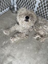 Reunited Male Dog last seen Cognac Ct, San Jacinto, CA 92583