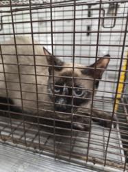 Shelter Stray Female Cat last seen , 1850 W 60th St, Los Angeles, CA 90047, USA